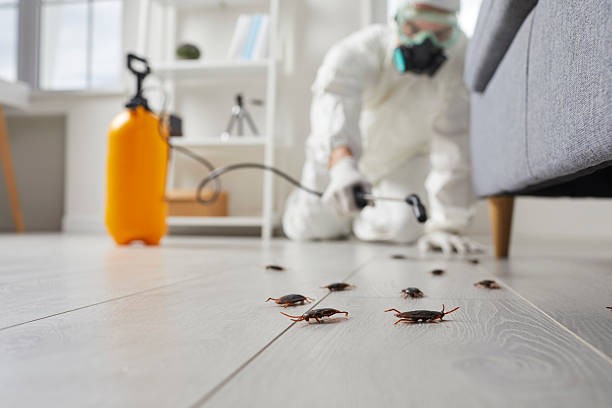 Affordable Termite Control solutions in Clanton, AL